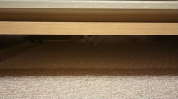 村居佑馬ブリーダーからお迎えしたマンチカン：ふわまるくん