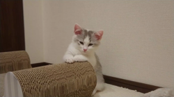 村居佑馬ブリーダーからお迎えしたマンチカン：ふわまるくん