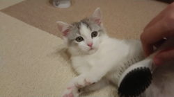 村居佑馬ブリーダーからお迎えしたマンチカン：ふわまるくん