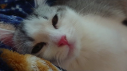 村居佑馬ブリーダーからお迎えしたマンチカン：ふわまるくん