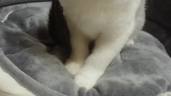 村居佑馬ブリーダーからお迎えしたマンチカン：ふわまるくん