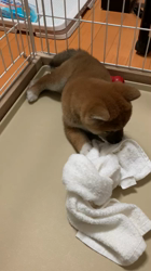 横田幸治ブリーダーからお迎えした柴犬：ポギーちゃん