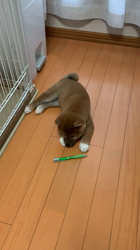 横田幸治ブリーダーからお迎えした柴犬：ポギーちゃん