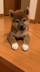 横田幸治ブリーダーからお迎えした柴犬：ポギーちゃん