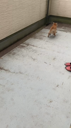 横田幸治ブリーダーからお迎えした柴犬：ポギーちゃん