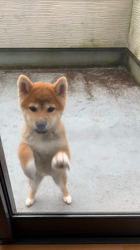 横田幸治ブリーダーからお迎えした柴犬：ポギーちゃん