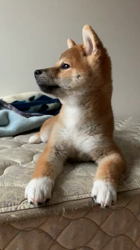 横田幸治ブリーダーからお迎えした柴犬：ポギーちゃん