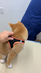 横田幸治ブリーダーからお迎えした柴犬：ポギーちゃん