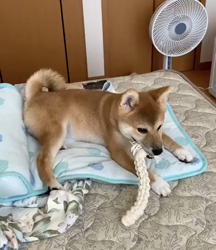 横田幸治ブリーダーからお迎えした柴犬：ポギーちゃん