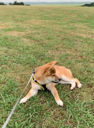 横田幸治ブリーダーからお迎えした柴犬：ポギーちゃん
