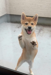 横田幸治ブリーダーからお迎えした柴犬：ポギーちゃん