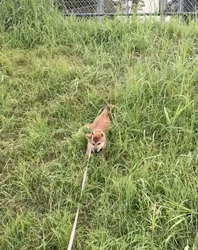 横田幸治ブリーダーからお迎えした柴犬：ポギーちゃん