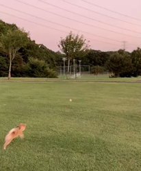 横田幸治ブリーダーからお迎えした柴犬：ポギーちゃん