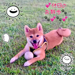 横田幸治ブリーダーからお迎えした柴犬：ポギーちゃん
