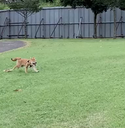 横田幸治ブリーダーからお迎えした柴犬：ポギーちゃん