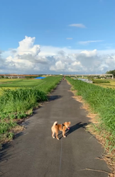 横田幸治ブリーダーからお迎えした柴犬：ポギーちゃん