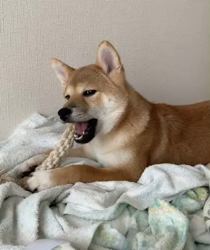 横田幸治ブリーダーからお迎えした柴犬：ポギーちゃん