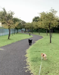 横田幸治ブリーダーからお迎えした柴犬：ポギーちゃん