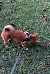 横田幸治ブリーダーからお迎えした柴犬：ポギーちゃん