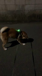 横田幸治ブリーダーからお迎えした柴犬：ポギーちゃん
