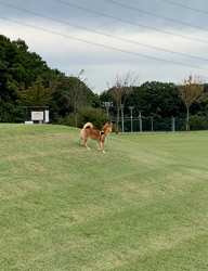 横田幸治ブリーダーからお迎えした柴犬：ポギーちゃん