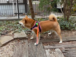 横田幸治ブリーダーからお迎えした柴犬：ポギーちゃん