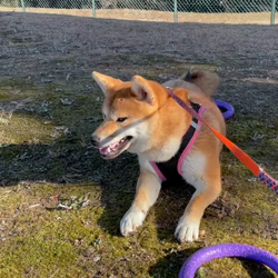 横田幸治ブリーダーからお迎えした柴犬：ポギーちゃん