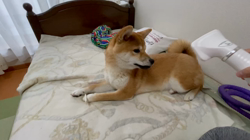 横田幸治ブリーダーからお迎えした柴犬：ポギーちゃん