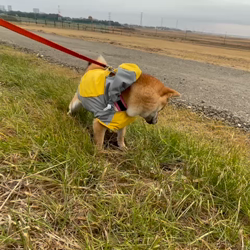 横田幸治ブリーダーからお迎えした柴犬：ポギーちゃん