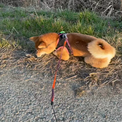 横田幸治ブリーダーからお迎えした柴犬：ポギーちゃん