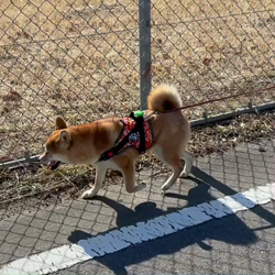 横田幸治ブリーダーからお迎えした柴犬：ポギーちゃん