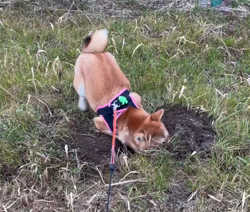 横田幸治ブリーダーからお迎えした柴犬：ポギーちゃん