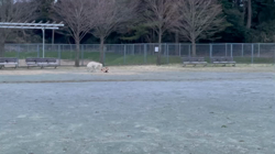 横田幸治ブリーダーからお迎えした柴犬：ポギーちゃん