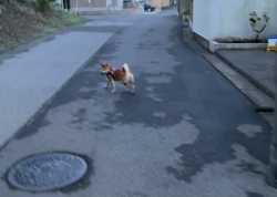 横田幸治ブリーダーからお迎えした柴犬：ポギーちゃん