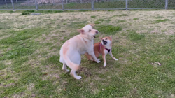 横田幸治ブリーダーからお迎えした柴犬：ポギーちゃん