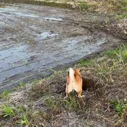 横田幸治ブリーダーからお迎えした柴犬：ポギーちゃん