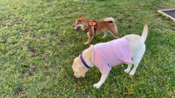 横田幸治ブリーダーからお迎えした柴犬：ポギーちゃん