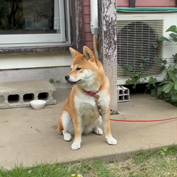 横田幸治ブリーダーからお迎えした柴犬：ポギーちゃん