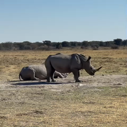 横田幸治ブリーダーからお迎えした柴犬：ポギーちゃん