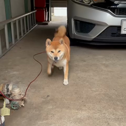 横田幸治ブリーダーからお迎えした柴犬：ポギーちゃん