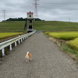 横田幸治ブリーダーからお迎えした柴犬：ポギーちゃん