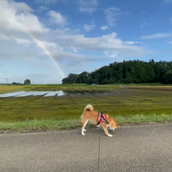横田幸治ブリーダーからお迎えした柴犬：ポギーちゃん