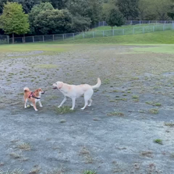 横田幸治ブリーダーからお迎えした柴犬：ポギーちゃん