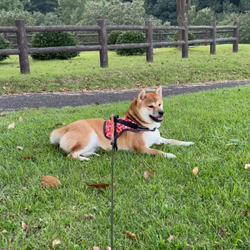横田幸治ブリーダーからお迎えした柴犬：ポギーちゃん