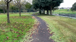 横田幸治ブリーダーからお迎えした柴犬：ポギーちゃん