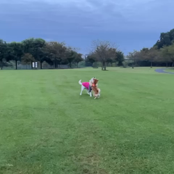 横田幸治ブリーダーからお迎えした柴犬：ポギーちゃん