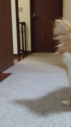 小林栄作ブリーダーからお迎えしたチワワ(ロング)：チャコちゃん