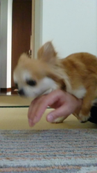 小林栄作ブリーダーからお迎えしたチワワ(ロング)：チャコちゃん