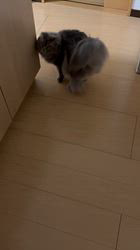 志摩小百合ブリーダーからお迎えしたスコティッシュフォールド：ギンくん