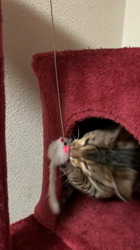 山本和美ブリーダーからお迎えしたベンガル：シエルくん